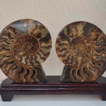 Ammonite on a Stand. Sawn ammonite on a wooden stand, weight 1531g (weight including stand)