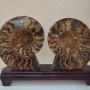 Ammonite on a Stand. Sawn ammonite on a wooden stand, weight 1531g (weight including stand)