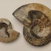Souvenir Fossilised Whole Ammonite, weight 200 to 1200 grams (approx. 8x10cm to 14x17cm+/-) (Price per 100 grams)