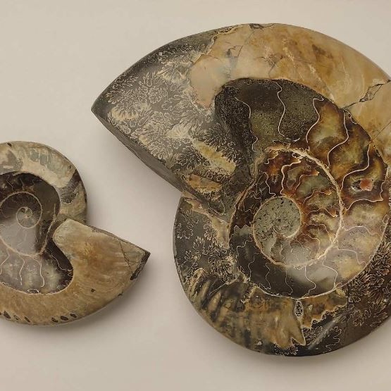 Souvenir Fossilised Whole Ammonite, weight 200 to 1200 grams (approx. 8x10cm to 14x17cm+/-) (Price per 100 grams)