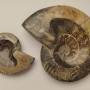 Souvenir Fossilised Whole Ammonite, weight 200 to 1200 grams (approx. 8x10cm to 14x17cm+/-) (Price per 100 grams)