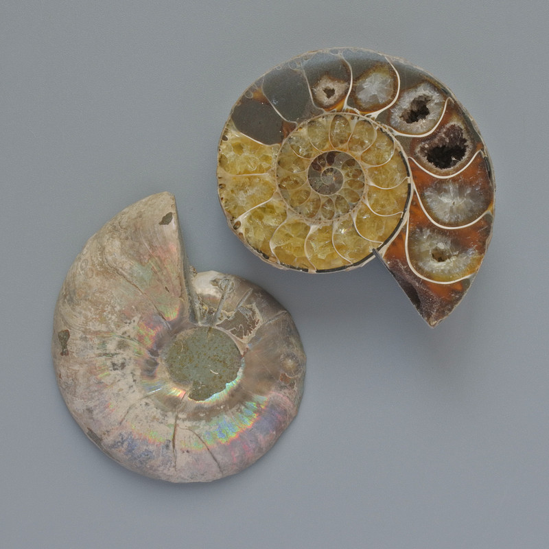 Ammonite Souvenir Stone, Assorted Diameter 37–45mm+/- (Pair in Pack) (per 100g)