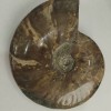 Souvenir Fossilised Whole Ammonite 18x15cm+/- (price per 1175 g)