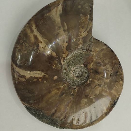 Souvenir Fossilised Whole Ammonite 18x15cm+/- (price per 1175 g)