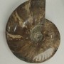 Souvenir Fossilised Whole Ammonite 18x15cm+/- (price per 1175 g)