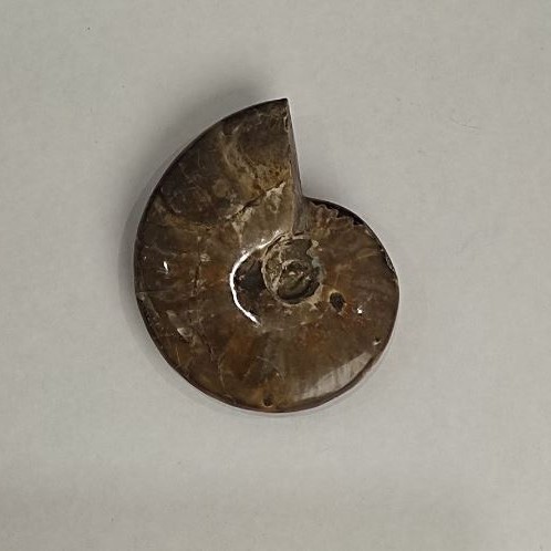 Souvenir Fossilised Whole Ammonite 10x8cm+- (price per 191g.)