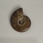 Souvenir Fossilised Whole Ammonite 10x8cm+- (price per 191g.)