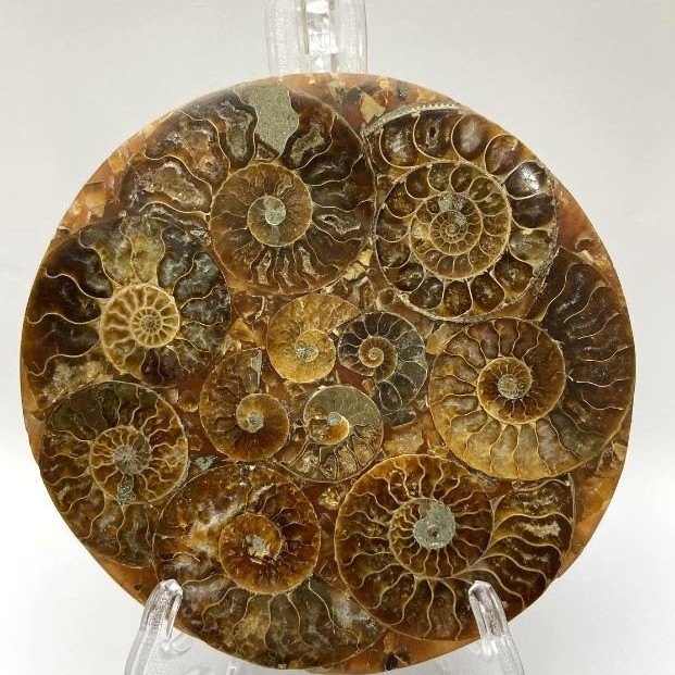 Souvenir Plate, Fossilised Ammonite, Diameter 11cm+/- with Stand 15x10cm+