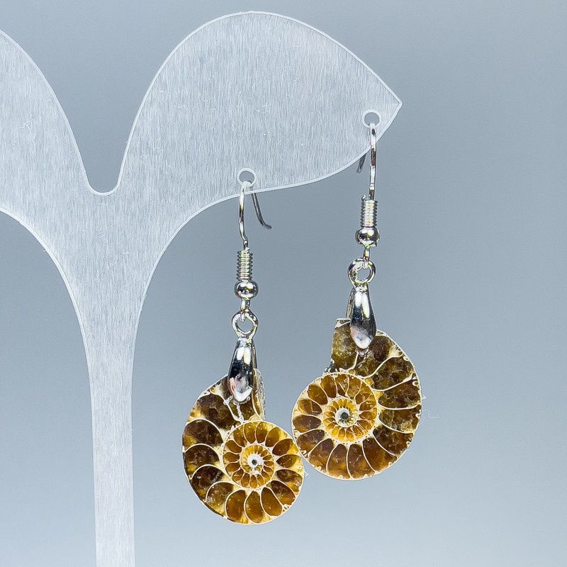 Earrings with natural Ammonites 18x22x4mm±, length 48mm assorted size