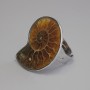 Ammonite Ring 25x30mm+-, One Size, Silver-Tone Metal