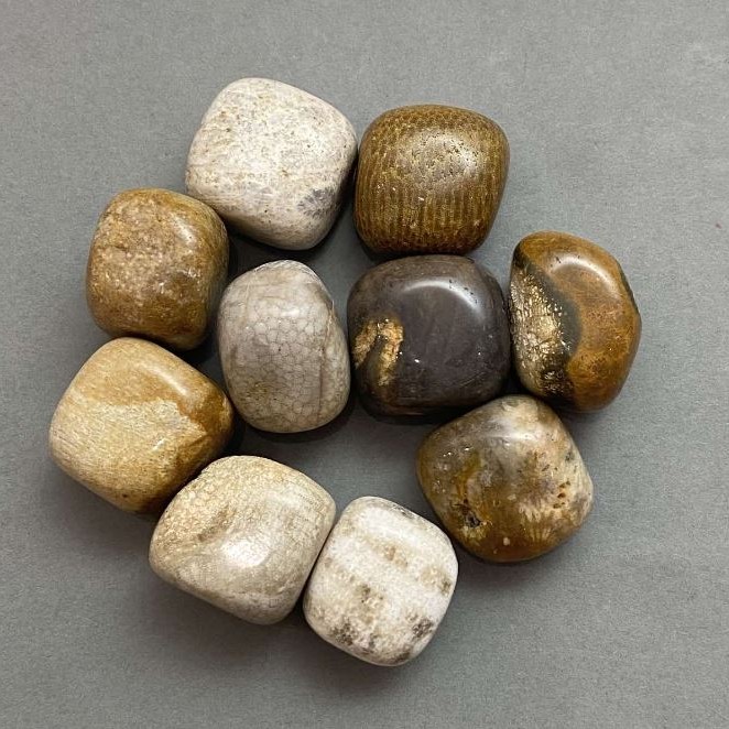 Souvenir Natural Stone Petrified Coral Tumbled ~ Size 21-25x17-22x17mm (+/-) 100g Pack (price per 100g)