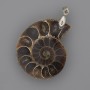 Ammonite Pendant 35x28mm+-, length 45mm+- assorted sizes (per 1 pc.)