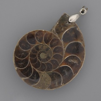 Ammonite Pendant 42x35mm+-, length 52mm+- assorted sizes (per 1 pc.)