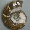 Souvenir Fossilised Whole Ammonite 17x15x3.5cm+- (price per 1175g)