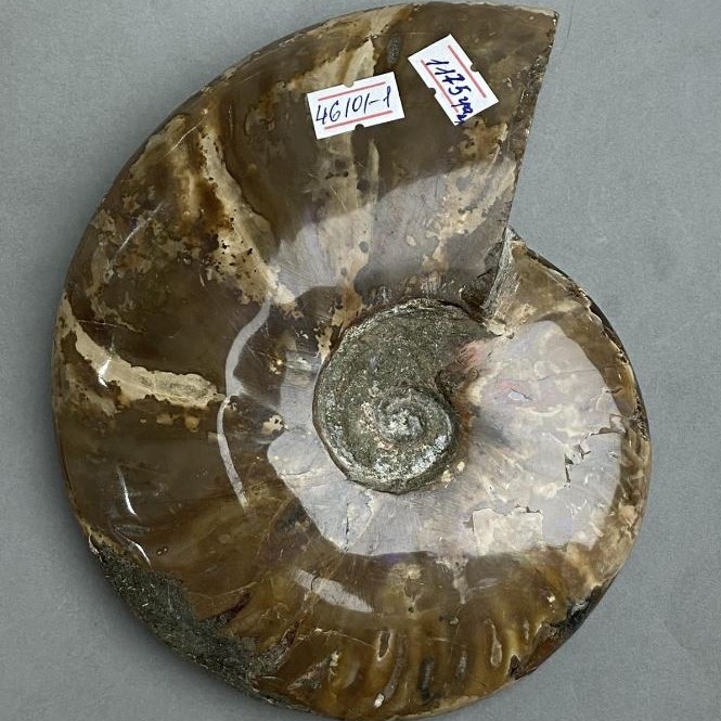 Souvenir Fossilised Whole Ammonite 17x15x3.5cm+- (price per 1175g)