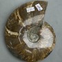 Souvenir Fossilised Whole Ammonite 17x15x3.5cm+- (price per 1175g)
