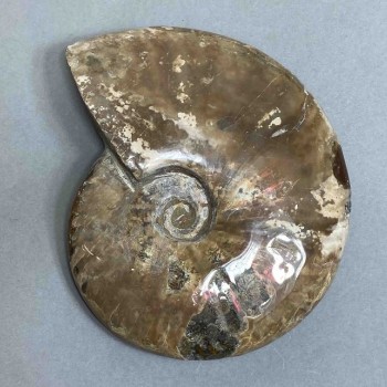 Ammonite decorative stone, diameter 127mm±, weight 524 g (price per piece)