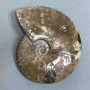 Ammonite decorative stone, diameter 127mm±, weight 524 g (price per piece)
