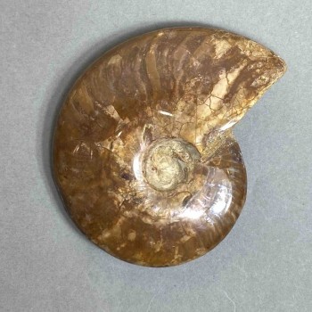 Ammonite decorative stone, diameter 88mm±, weight 156 g (price per piece)