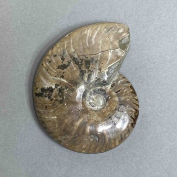 Ammonite souvenir stone, diameter 85mm±, weight 150 g (price per piece)