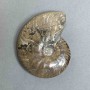Ammonite souvenir stone, diameter 85mm±, weight 150 g (price per piece)