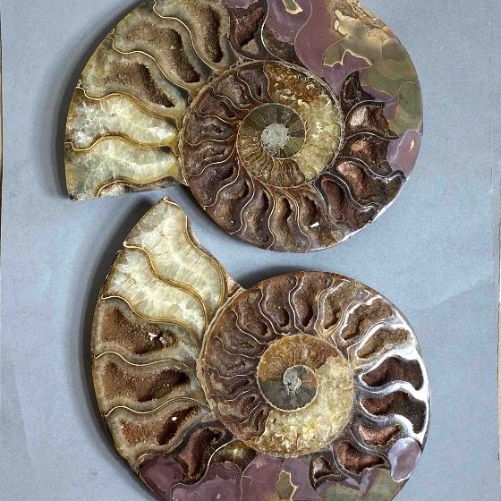 Pair of Ammonite decorative stone, diameter 150mm± weight 693g (price per pair)