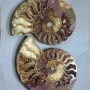 Pair of Ammonite decorative stone, diameter 150mm± weight 693g (price per pair)
