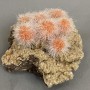 Indi­an Dandelion Celestite Souvenir 95x86x60mm±, 400 g