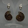 Earrings Natural Ammonite, diameter 32×27mm±, length 53mm±