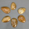 Pendant of Fossilised Coral 45-55×35-40mm+- assorted sizes