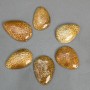 Pendant of Fossilised Coral 45-55×35-40mm+- assorted sizes