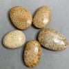 Pendant of Fossilised Coral 40-55×30-40mm+ - assorted sizes
