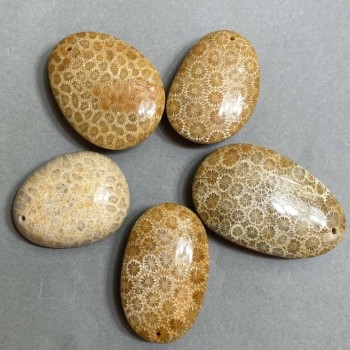 Pendant of Fossilised Coral 40-55×30-40mm+ - assorted sizes