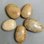 Pendant of Fossilised Coral 40-55×30-40mm+ - assorted sizes