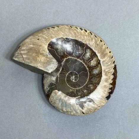 Ammonite with a notch souvenir stone, diameter 107mm±, weight 278g (price per piece)