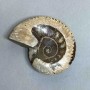 Ammonite with a notch souvenir stone, diameter 107mm±, weight 278g (price per piece)