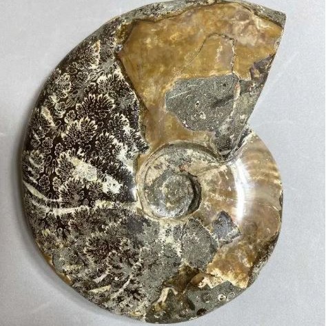 Fossilised Ammonite Large Whole Specimen 17×13×4 cm ± weight 1040 g