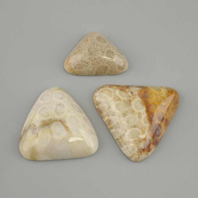 Cabochon Fossilised Coral 25-43×24-36mm+- (assorted sizes)