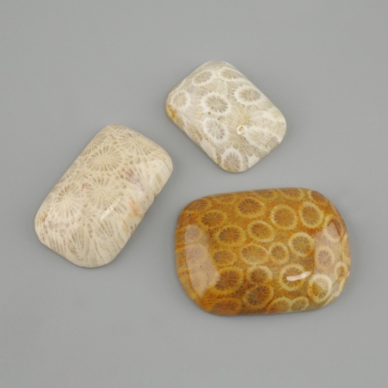 Cabochon Fossilized Coral 30-36x20-25mm + - (assorted sizes)