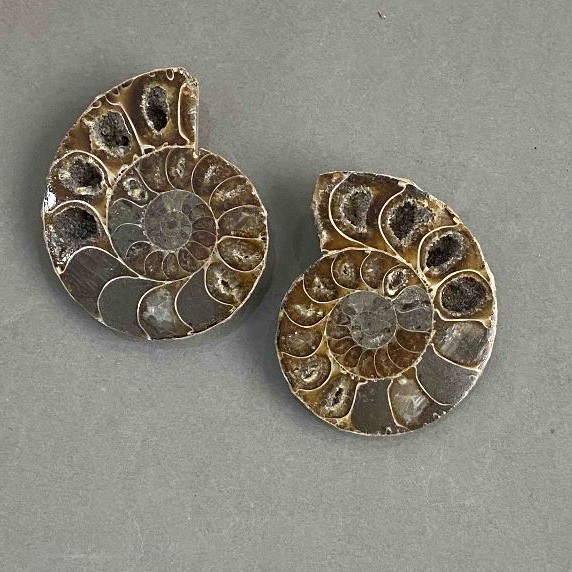 Ammonite souvenir stone, assorted diameter 37×43 mm ± (in a pack of two) total weight 45 g