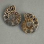 Ammonite souvenir stone, assorted diameter 37×43 mm ± (in a pack of two) total weight 45 g
