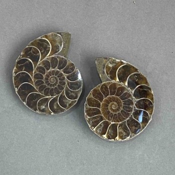 Ammonite souvenir stone, assorted diameter 37×44 mm ± (in a package: a pair) weight 54 g