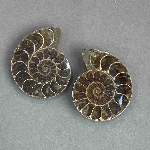 Ammonite souvenir stone, assorted diameter 37×44 mm ± (in a package: a pair) weight 54 g