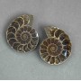 Ammonite souvenir stone, assorted diameter 37×44 mm ± (in a package: a pair) weight 54 g