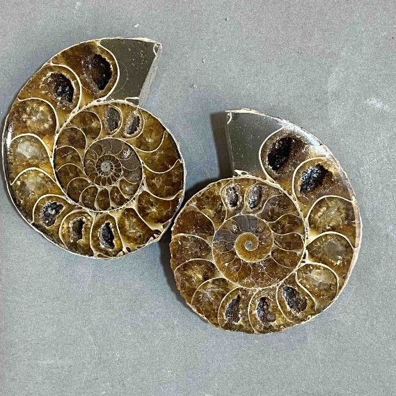 Ammonite souvenir stone, assorted diameter 48x40mm± (in a pack of two) weight 55 g