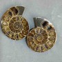 Ammonite souvenir stone, assorted diameter 48x40mm± (in a pack of two) weight 55 g