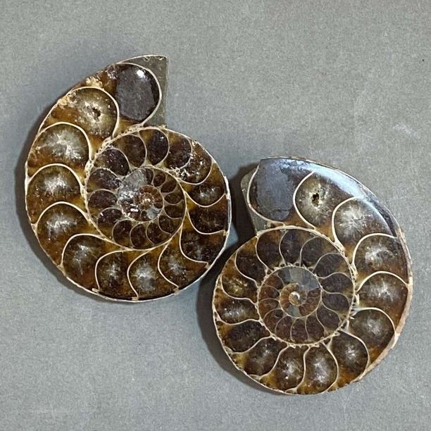 Ammonite souvenir stone, assorted diameter 45×36 mm ± (in a pack: a pair), weight 59 g