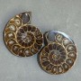 Ammonite souvenir stone, assorted diameter 45×36 mm ± (in a pack: a pair), weight 59 g