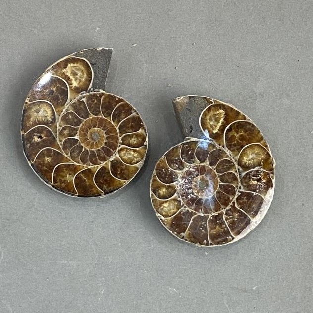 Ammonite souvenir stone, assorted diameter 40×47mm ± (in a pair), weight 63 g