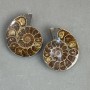 Ammonite souvenir stone, assorted diameter 40×47mm ± (in a pair), weight 63 g